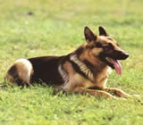 Adestramento de cães em Mongaguá
